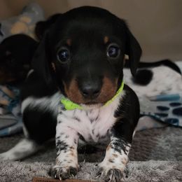 Cedar - Black and tan male Dachshund puppy in Seneca, Missouri from Dogwood Doxies