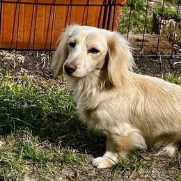 Tucker - Dachshund
