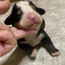 Akela - Tri-color male Bernese Mountain Dog puppy in Rural Retreat, Virginia from Bernese Bunker