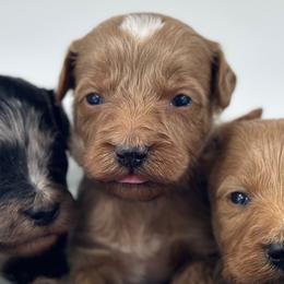 Boy 2 - Apricot male Goldendoodle puppy in Milford, Indiana from Railway Acres Kennel