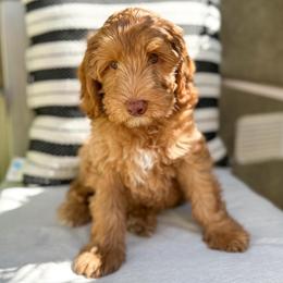 Flower - Caramel male Australian Labradoodle puppy in Palmdale, California from Pixie Doodle Paws