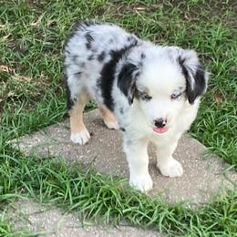 Koda-AKC ASDR DNA tested - Blue merle male Miniature Australian Shepherd puppy in Westwego, Louisiana from Connie's American Eskimo Dogs and Mini Australian Shepherd Dogs