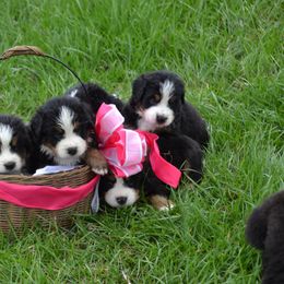 Bernese Mountain Dog Puppies from Knight Bernese