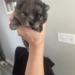 Blue Merle boy - Blue merle male Pomeranian puppy in Adairsville, Georgia from BE North GA Pomeranians