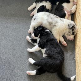 Border Collie Puppies from Roaring River Border Collies