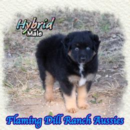 Hybrid - Black tri male Miniature Australian Shepherd puppy in Forestburg, Texas from Flaming Dill Ranch Aussies