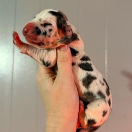 Diamond - Harlequin female Great Dane puppy in Jerusalem, Arkansas from Mara Danes