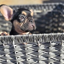 French Bulldog Puppies from County Of Orange Frenchie Family