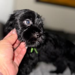Brody - Black male Shorkie puppy in San Tan Valley, Arizona from Great Mates