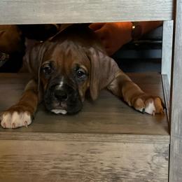 Boy 3 - Fawn male Boxer puppy in Lakeland, Florida from Cote's Boxers