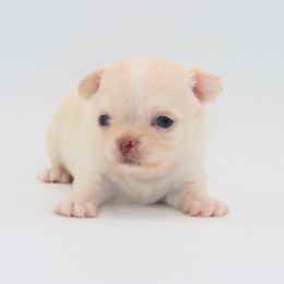 Ryker - Cream and white male Chihuahua puppy in Tulsa, Oklahoma from H-3 Chihuahuas