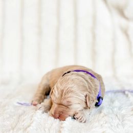 Australian Labradoodle Puppies from Utah Labradoodles