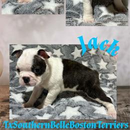 Jack - Black and white male Boston Terrier puppy in Brazos Point, Texas from TX Southern Belle Boston Terriers