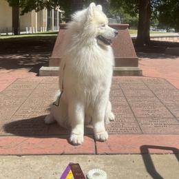 Hulk - Samoyed