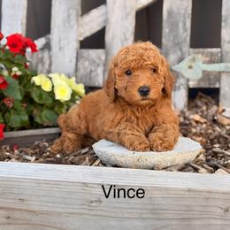 Vince - Red  male Goldendoodle puppy in Oxford, Pennsylvania from FriendlyPals