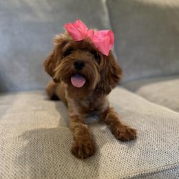 Parker - Cavapoo