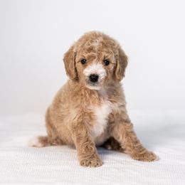Ginger - Cream female Goldendoodle puppy in Slc, Utah from Timp Doodles