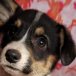 Pembroke Welsh Corgis from Wolf Creek Corgis