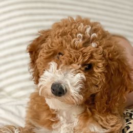 Double Doodles and Goldendoodles from Buffalo Creek Doodles