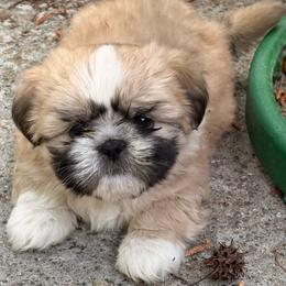 Ming Xia (Bright glow) - Black and tan female Shih Tzu puppy in Kingsland, Georgia from Shih-Tzu Puppy Dynasty