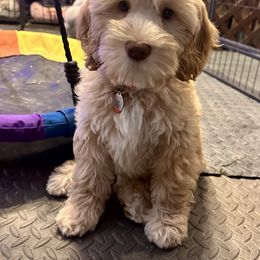 Romeo - Caramel cream Australian Labradoodle puppy in Sun City, Arizona from Blue Line Doodles of Arizona