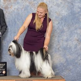 Tibetan Terriers from Treble Tibetan Terriers