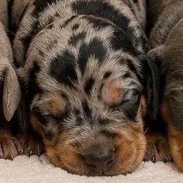 Dapple - Black and tan female Dachshund puppy in Lakeland, Florida from Berry Dachshunds