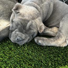 Cane Corso Puppies from Willow’s Meadow