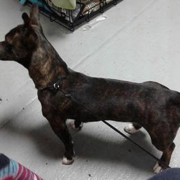 "’PR’ Mud-E Acres Prism Tigger" Teddy Roosevelt Terrier Puppies from Mud-E Acres Kennel