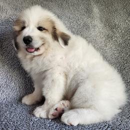 Howard - White and badger male Great Pyrenees puppy in Monmouth, Maine from Flewelling Great Pyrenees