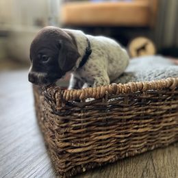 German Shorthaired Pointer Puppies from Bequest German Shorthaired Pointers