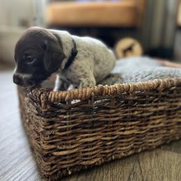 German Shorthaired Pointer Puppies from Bequest German Shorthaired Pointers