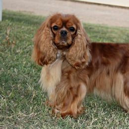 Cavalier King Charles Spaniel Puppies from Castlemar Cavaliers
