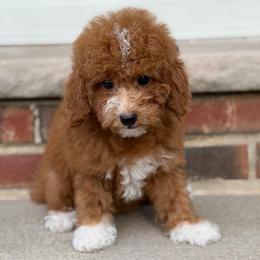 Sarabi - Red  female Poodle puppy in Belleville, New Jersey from TK Poodles