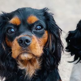 Cavalier King Charles Spaniels from HillTop Cavaliers
