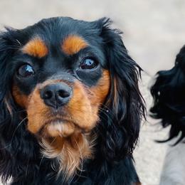 Cavalier King Charles Spaniels from HillTop Cavaliers