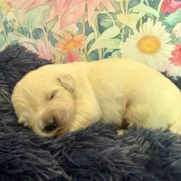 BlackBerry Smoothie - Light golden male Golden Retriever puppy in Plymouth, Massachusetts from Mayflower Goldens