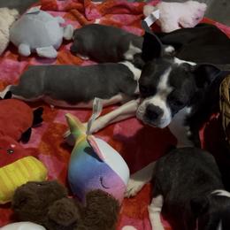 Girl 2 - Black brindle and white female Boston Terrier puppy in London, Kentucky from Antjie Boston