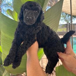 Nova-Girl 3 - Black female Poodle puppy in Calimesa, California from Teakwood Poodles of SoCal