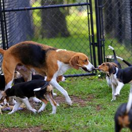 American Foxhound and American Staffordshire Terrier Puppies from Whitlow Kennel