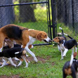 American Foxhound and American Staffordshire Terrier Puppies from Whitlow Kennel
