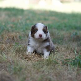 Ben - Red tri-color male Australian Shepherd puppy in Bertram, Texas from Ashley’s Australian Shepherds
