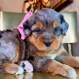 Pale pink - Merle female Bernedoodle puppy in Curtice, Ohio from The Pink Doghouse