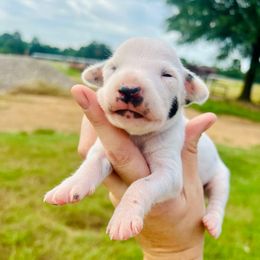 Tink - White and black female Dalmatian puppy in Mt. Vernon, Texas from Double B
