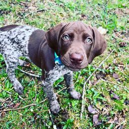 German Shorthaired Pointers from Pearly Gates Pointers