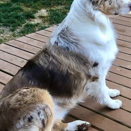 Ivy - Australian Shepherd