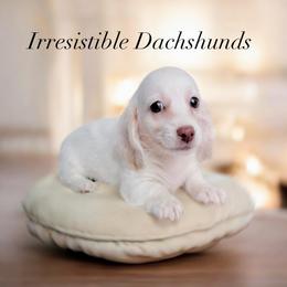 Landon Pet Only - Cream male Dachshund puppy in Richmond, Virginia from Irresistible Dachshunds & Cavaliers