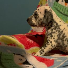 Jadis - White and black female Dalmatian puppy in Las Vegas, Nevada from 101 Dew Dream Valley Dalmatians