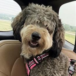 Bernedoodles from Michelle Green