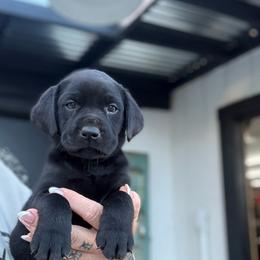 Justice - Black female Labrador Retriever puppy in Puyallup, Washington from 12 Door Farm Labradors